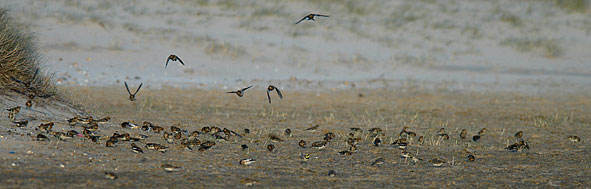 snow buntings and shore lark