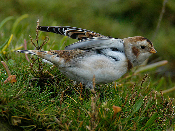snow bunting