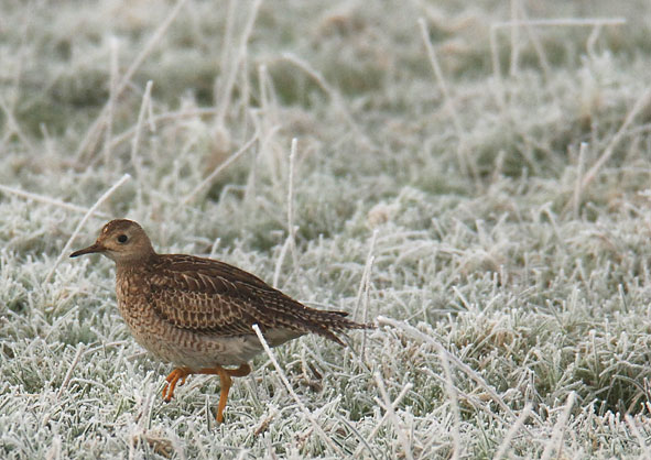 upland sandpiper