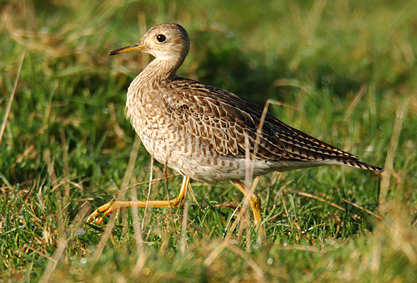 upland sandpiper