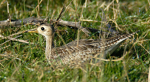 upland sandpiper
