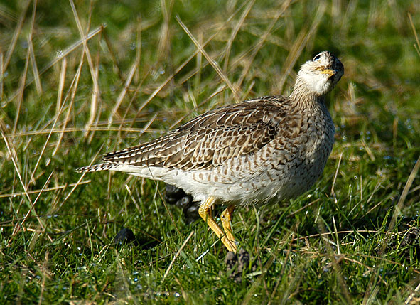 upland sandpiper