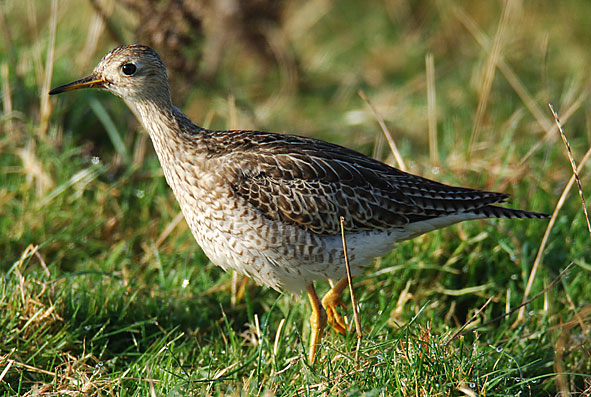 upland sandpiper