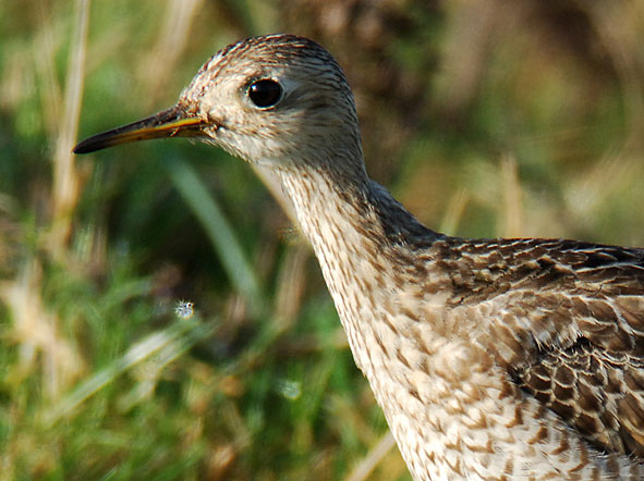 upland sandpiper