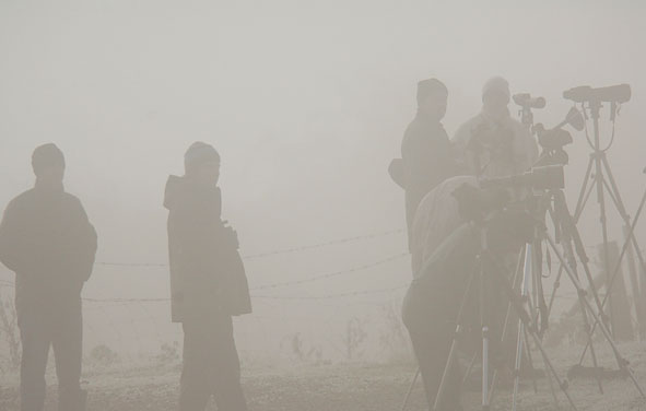 upland sandpiper twitch