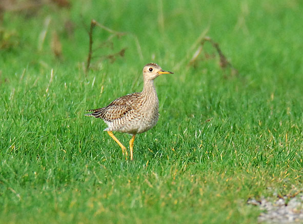 upland sandpiper