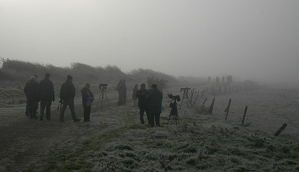 upland sandpiper twitch