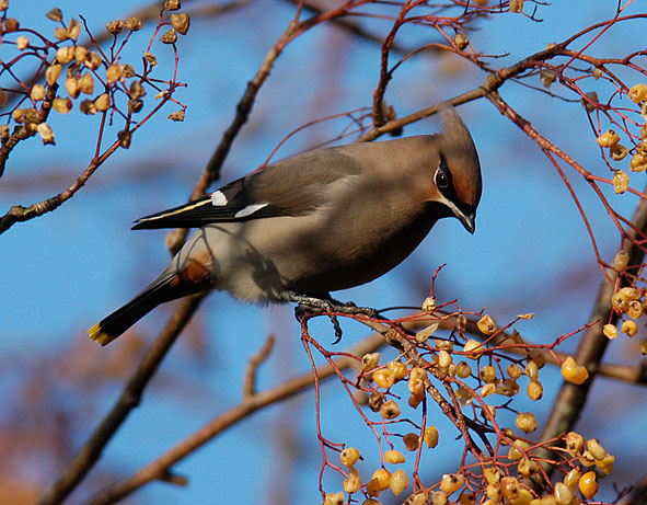 waxwing