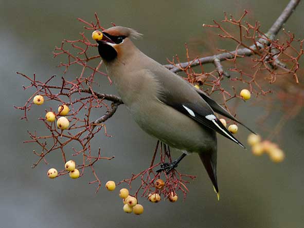 first-winter waxwing