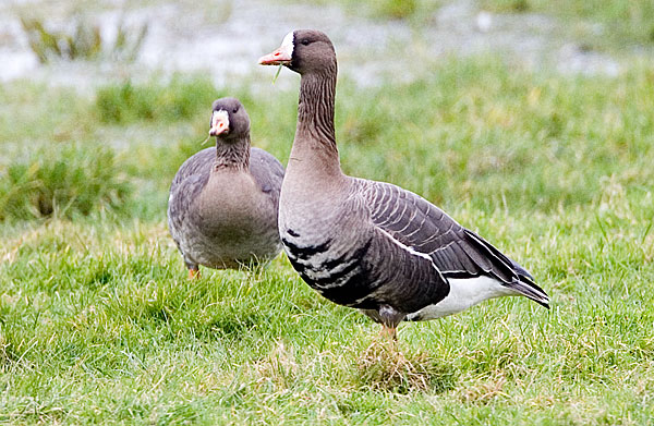 white-fronted goose