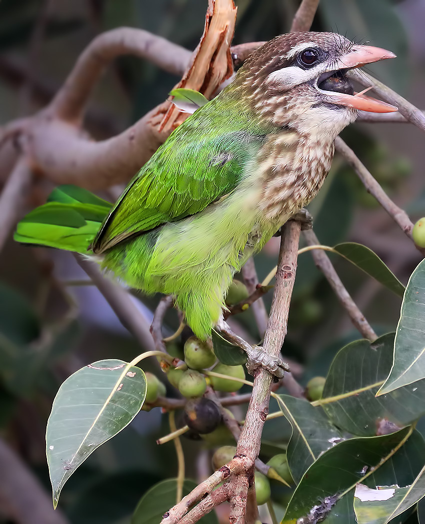 white-cheeked barbet