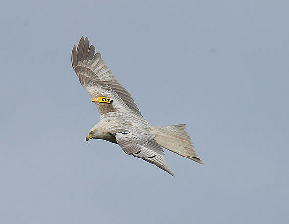 leucistic red kite
