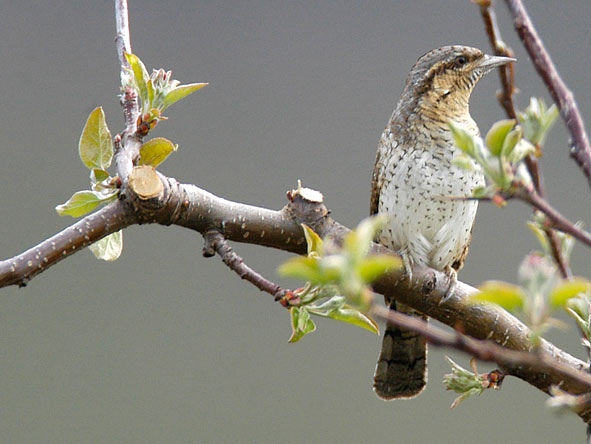wryneck