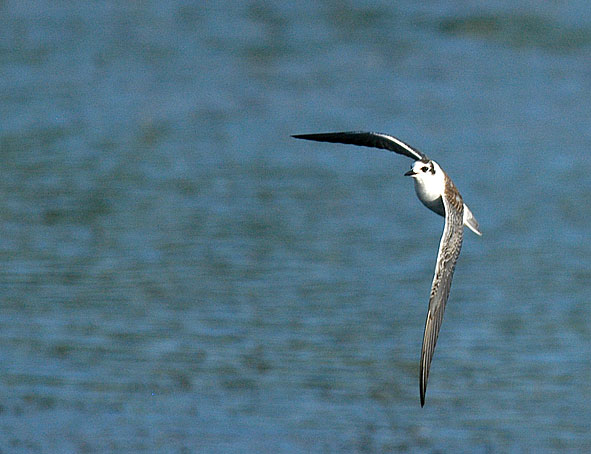 juvenile white-winged black tern