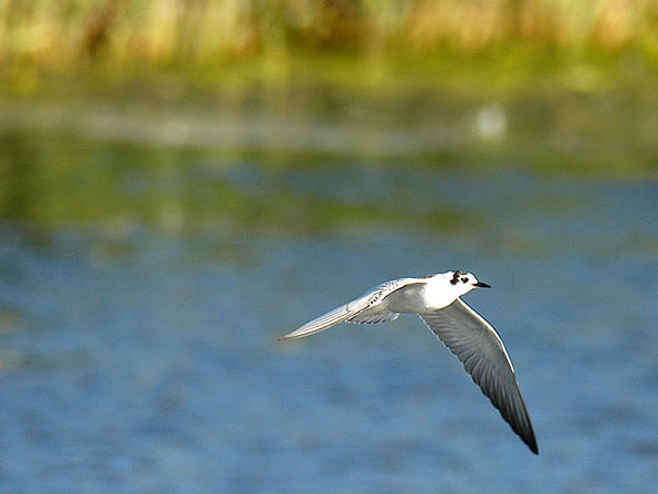 juvenile white-winged black tern