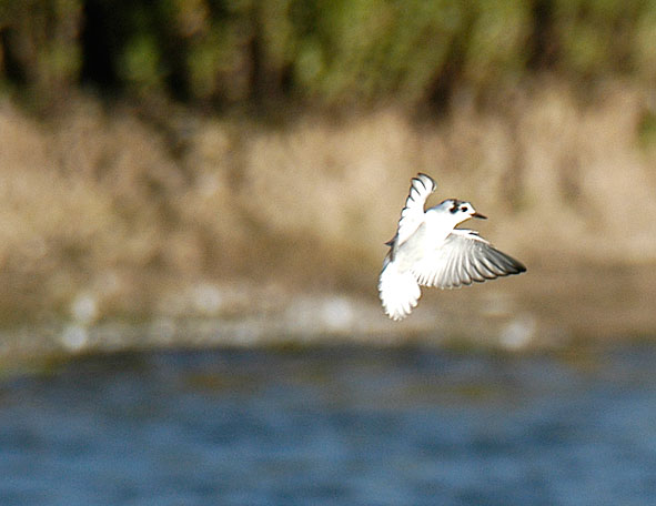 juvenile white-winged black tern