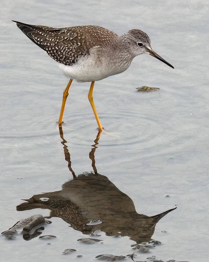 Lesser yellowlegs