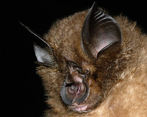 Rhinolophus pearsonii