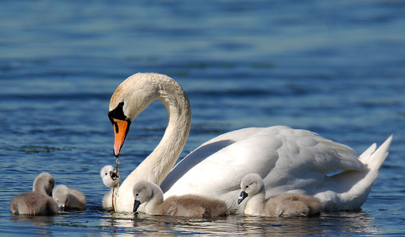 mute swan and cygnets