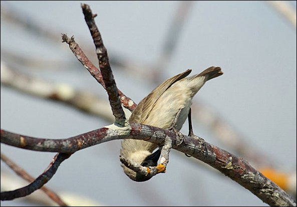 webwpeck3.jpg