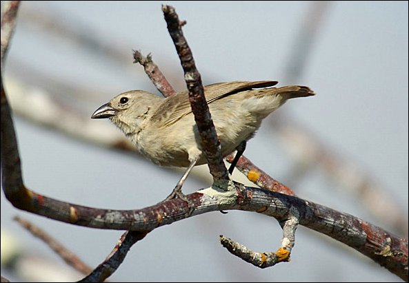 webwpeck4.jpg
