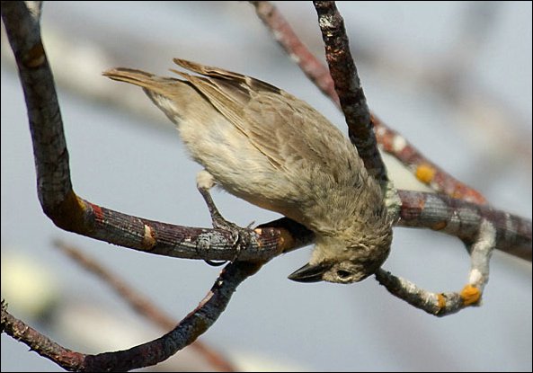 webwpeck5.jpg