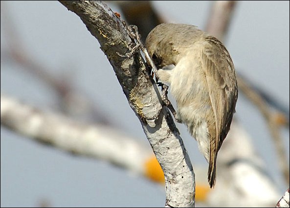 webwpeck7.jpg