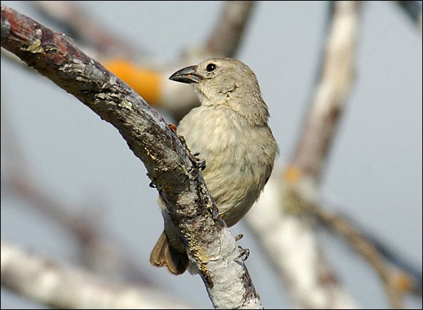 webwpeck8.jpg