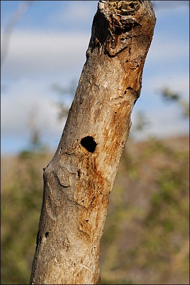 webwpeck9.jpg