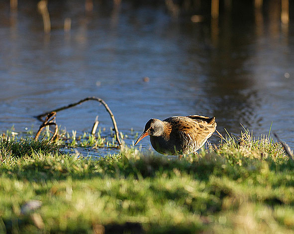 water rail