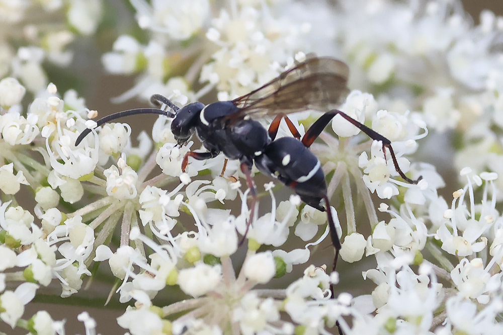 Ceroplales maculata