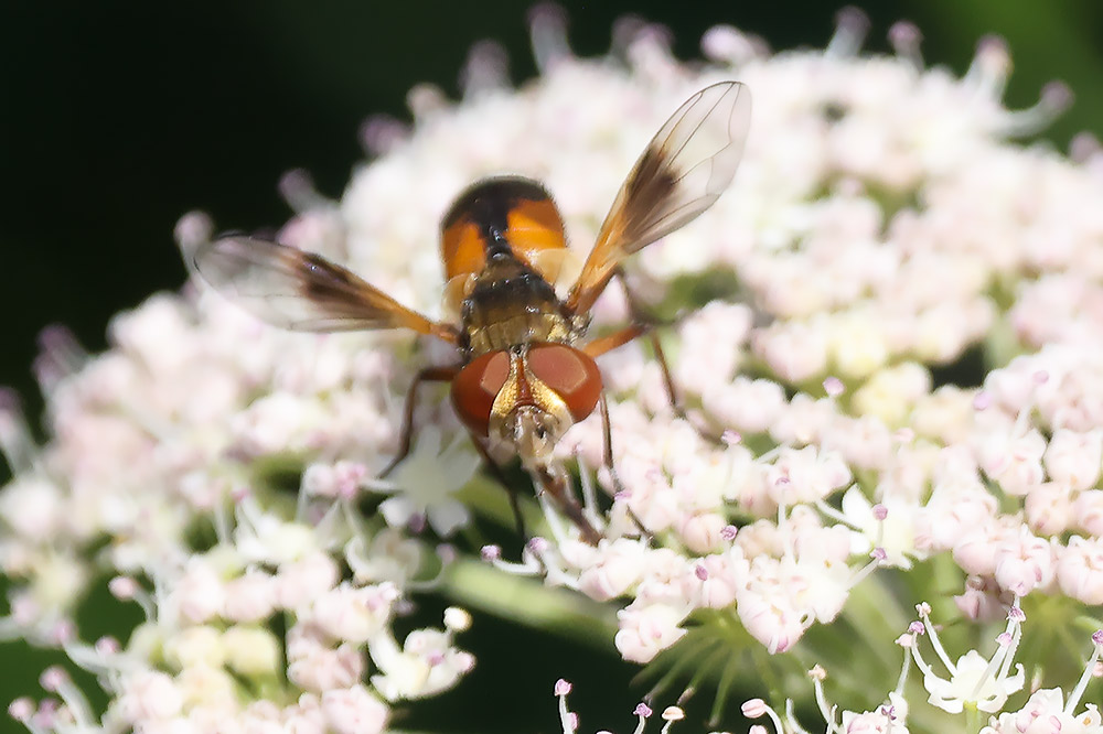 Ectophasia crassipennis