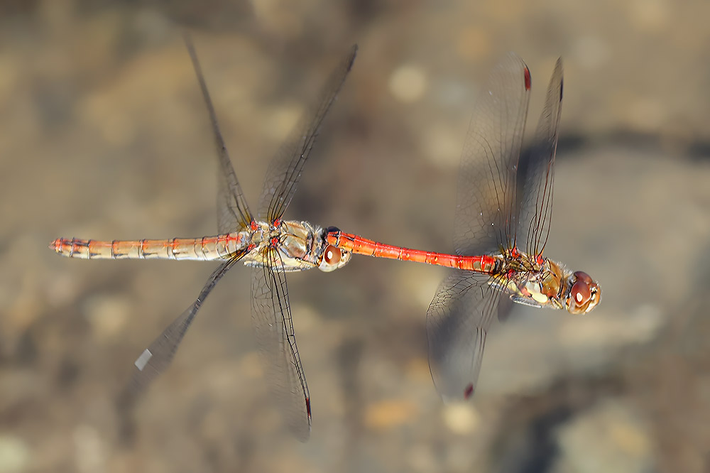 Common darter