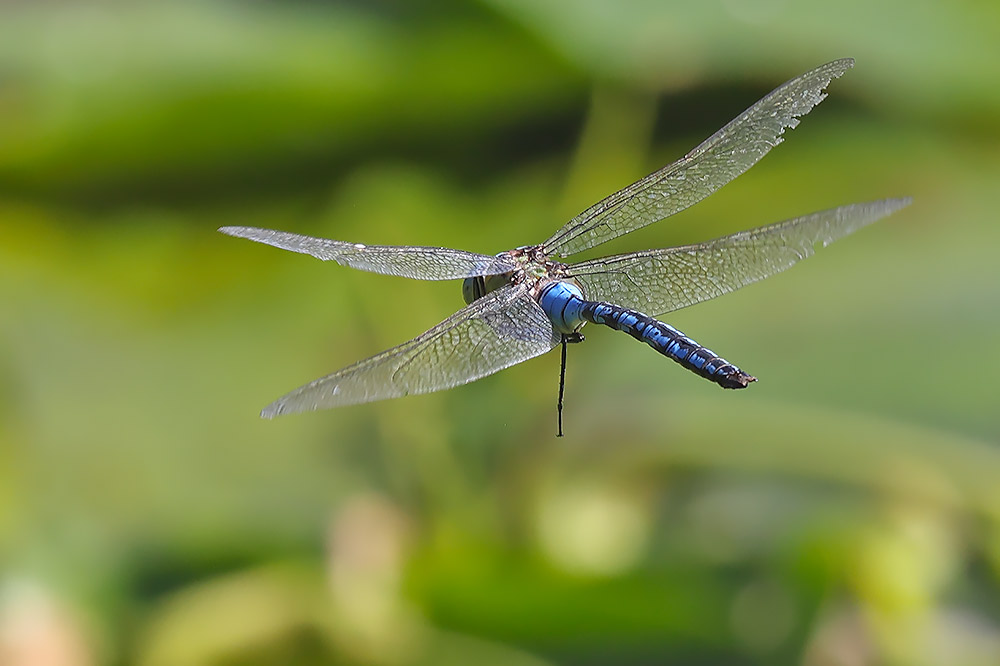 Lesser emperor